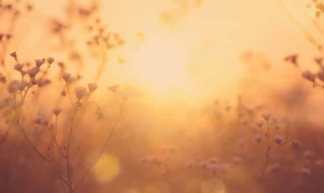 Kuvituskuva, jossa violetteja kukkia taustalla.